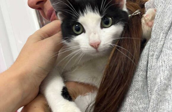 the-great-catsby-560924262_10172611406920029_475370860910241780_n ⚠️🐾 132 cats and dogs neutered 🐾⚠️