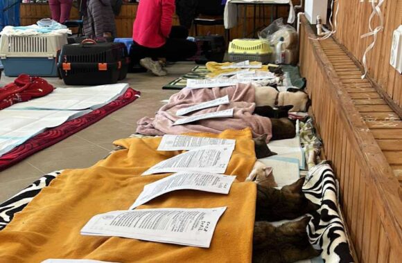 the-great-catsby-561196827_10172611408280029_2486181592567708843_n ⚠️🐾 132 cats and dogs neutered 🐾⚠️