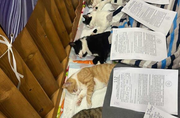 the-great-catsby-561328283_10172611412725029_6002002946079285105_n ⚠️🐾 132 cats and dogs neutered 🐾⚠️