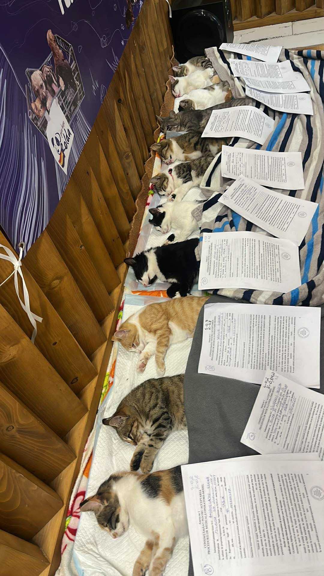 the-great-catsby-561328283_10172611412725029_6002002946079285105_n ⚠️🐾 132 cats and dogs neutered 🐾⚠️
