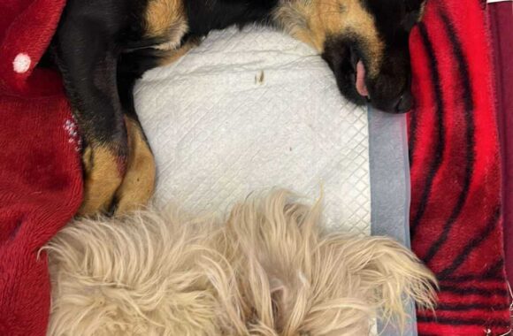 the-great-catsby-561360343_10172611406560029_6046275745470042067_n ⚠️🐾 132 cats and dogs neutered 🐾⚠️