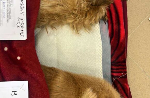 the-great-catsby-561402836_10172611407175029_3165274077899918495_n ⚠️🐾 132 cats and dogs neutered 🐾⚠️