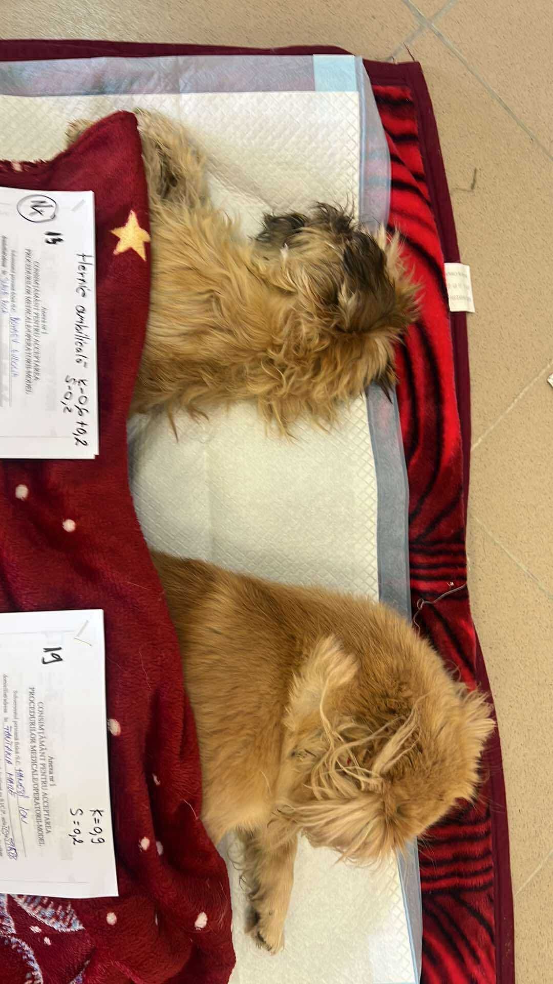 the-great-catsby-561402836_10172611407175029_3165274077899918495_n ⚠️🐾 132 cats and dogs neutered 🐾⚠️