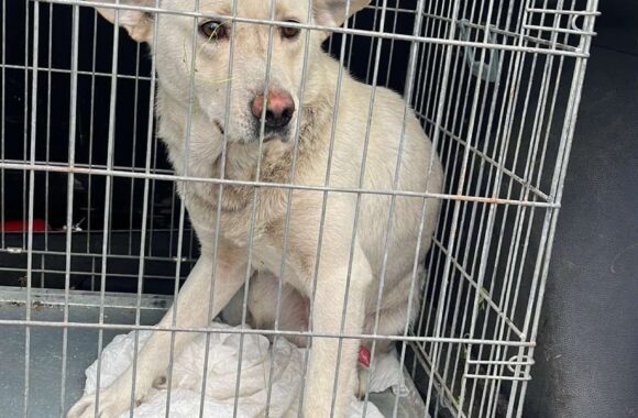 the-great-catsby-561647433_10172611408225029_6759329935132875020_n ⚠️🐾 132 cats and dogs neutered 🐾⚠️