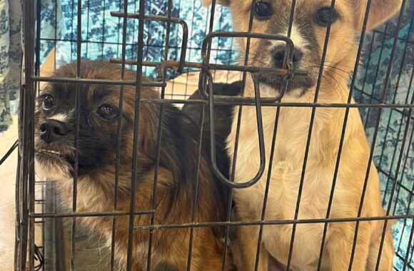 the-great-catsby-561727361_10172611414555029_7072868397423809245_n ⚠️🐾 132 cats and dogs neutered 🐾⚠️