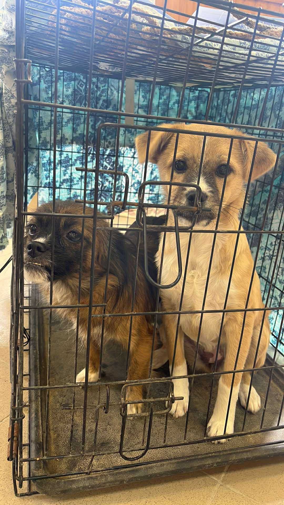 the-great-catsby-561727361_10172611414555029_7072868397423809245_n ⚠️🐾 132 cats and dogs neutered 🐾⚠️