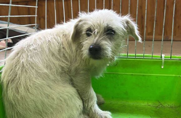 the-great-catsby-561752380_10172611410005029_2868850490335987359_n ⚠️🐾 132 cats and dogs neutered 🐾⚠️