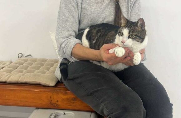 the-great-catsby-561778214_10172611409760029_4219595949987438811_n ⚠️🐾 132 cats and dogs neutered 🐾⚠️