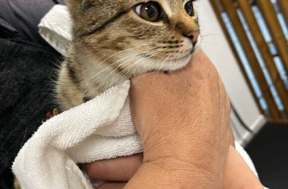 the-great-catsby-561853621_10172611409815029_850034055299185955_n ⚠️🐾 132 cats and dogs neutered 🐾⚠️