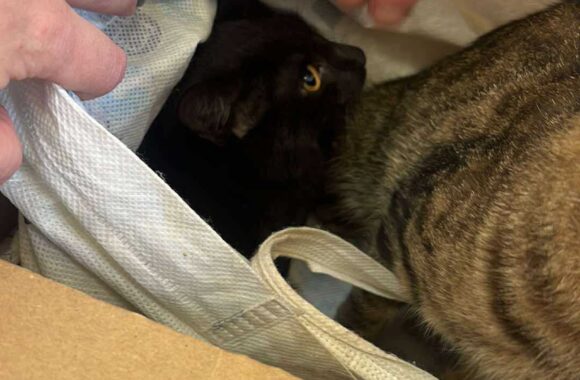 the-great-catsby-561917605_10172611406895029_6025879944511828647_n ⚠️🐾 132 cats and dogs neutered 🐾⚠️