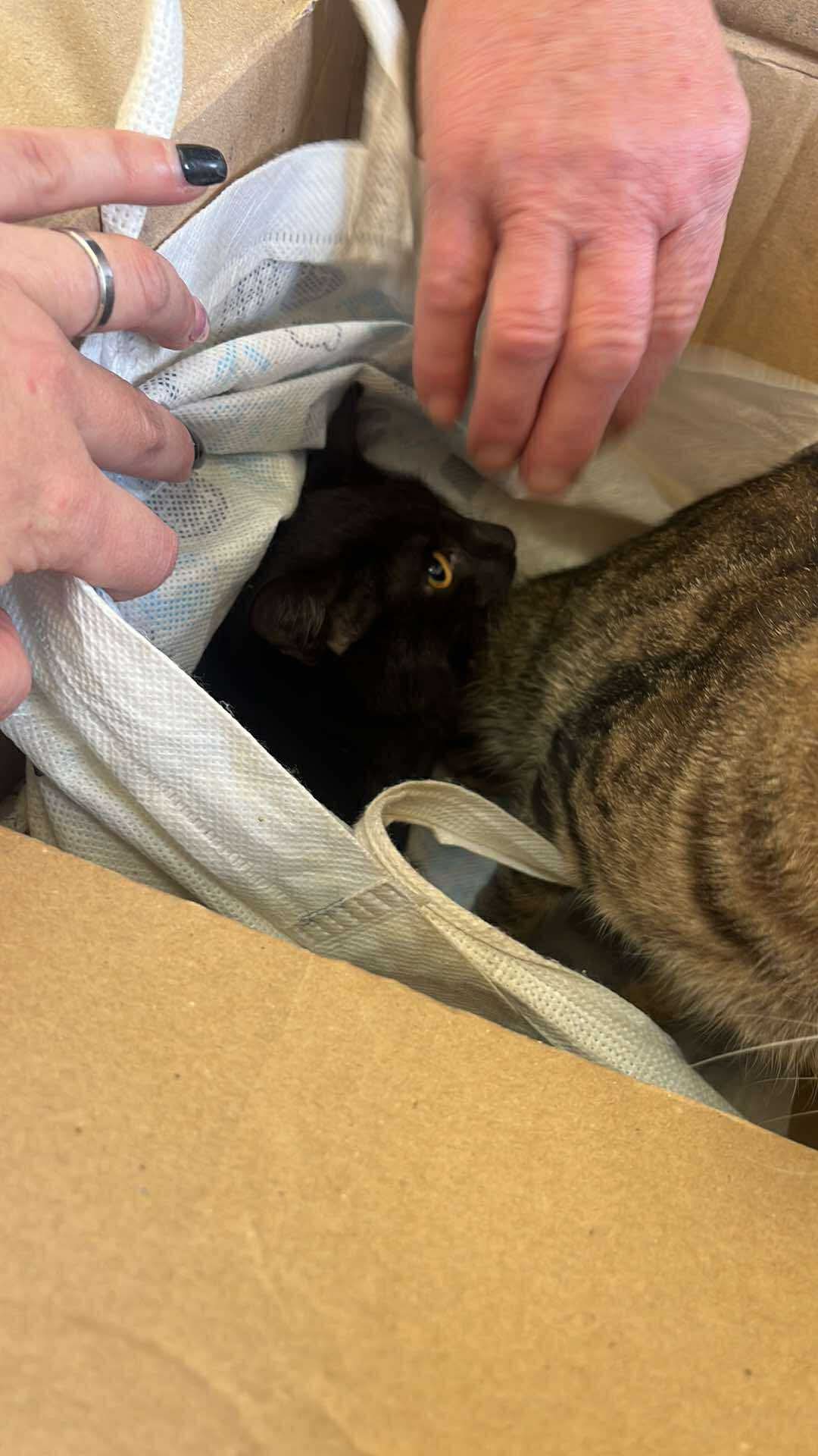 the-great-catsby-561917605_10172611406895029_6025879944511828647_n ⚠️🐾 132 cats and dogs neutered 🐾⚠️