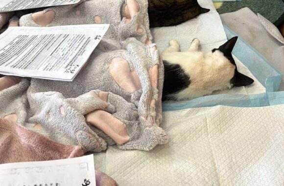 the-great-catsby-561921102_10172611414420029_743480459870264447_n ⚠️🐾 132 cats and dogs neutered 🐾⚠️