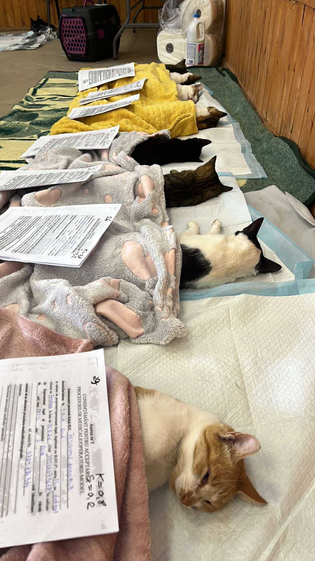 the-great-catsby-561921102_10172611414420029_743480459870264447_n ⚠️🐾 132 cats and dogs neutered 🐾⚠️