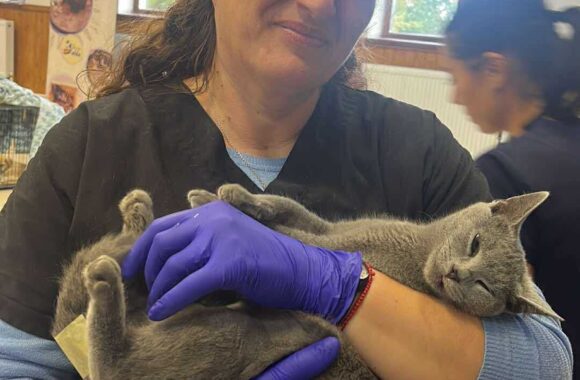 the-great-catsby-561967887_10172611413765029_2973910677708392093_n ⚠️🐾 132 cats and dogs neutered 🐾⚠️