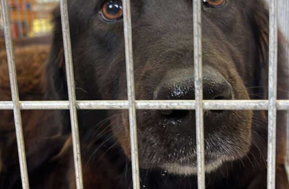 the-great-catsby-562054120_10172611411470029_3028456014334311017_n ⚠️🐾 132 cats and dogs neutered 🐾⚠️