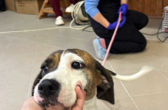 the-great-catsby-562133544_10172611411585029_5710793428758842748_n ⚠️🐾 132 cats and dogs neutered 🐾⚠️