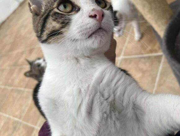 Thomas
