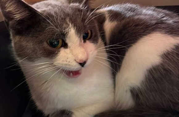 the-great-catsby-562960694_10172611407925029_4120689171945025200_n ⚠️🐾 132 cats and dogs neutered 🐾⚠️