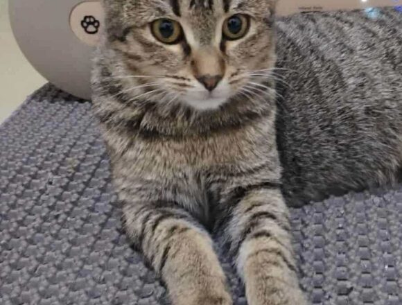 the-great-catsby-563971166_1289921963178639_3920107575623463783_n Wilma