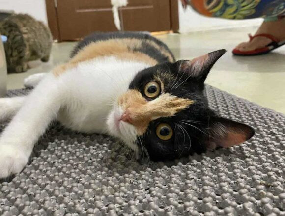 the-great-catsby-563977593_661137283538924_4290429389291912815_n Pebbles