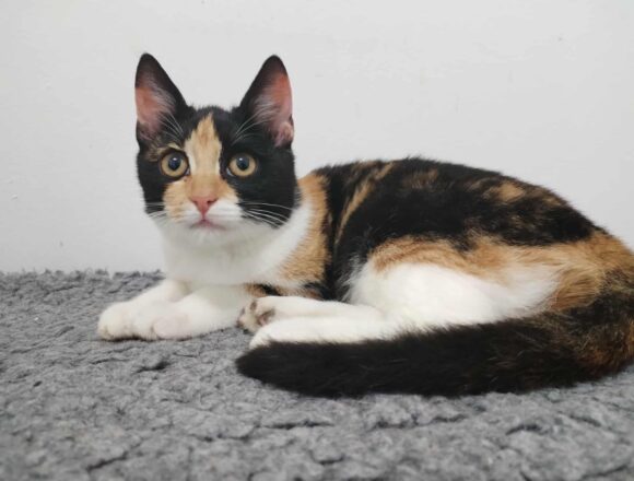 Pebbles