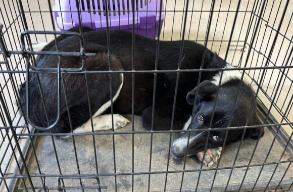 the-great-catsby-564034212_10172611412260029_2790621818358400529_n ⚠️🐾 132 cats and dogs neutered 🐾⚠️