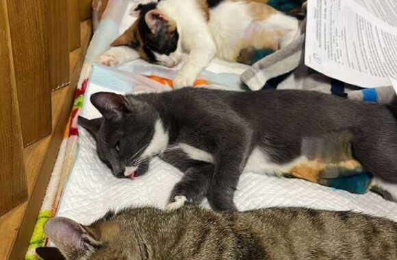 the-great-catsby-564078893_10172611407135029_7004968168979146755_n ⚠️🐾 132 cats and dogs neutered 🐾⚠️