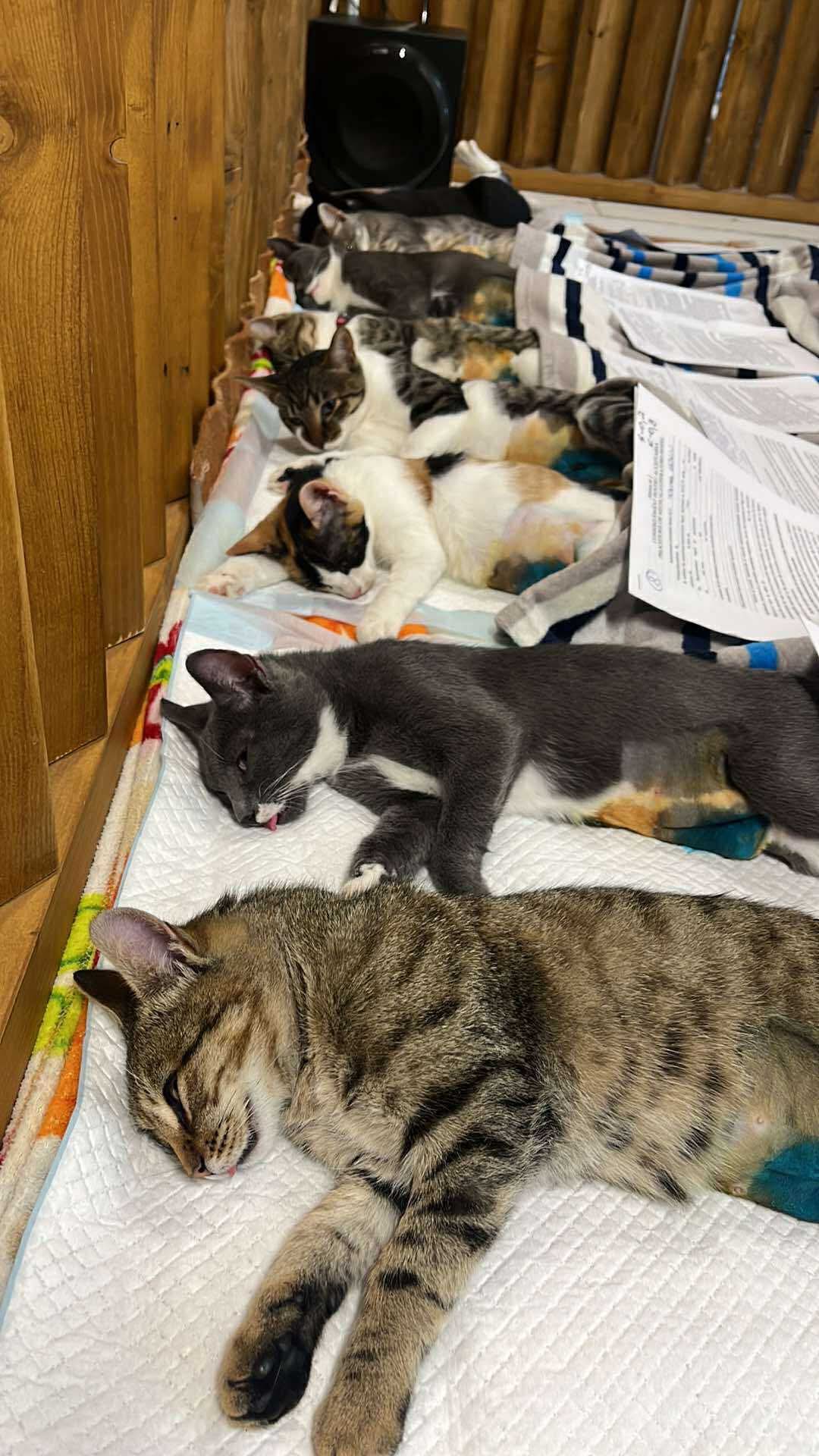 the-great-catsby-564078893_10172611407135029_7004968168979146755_n ⚠️🐾 132 cats and dogs neutered 🐾⚠️