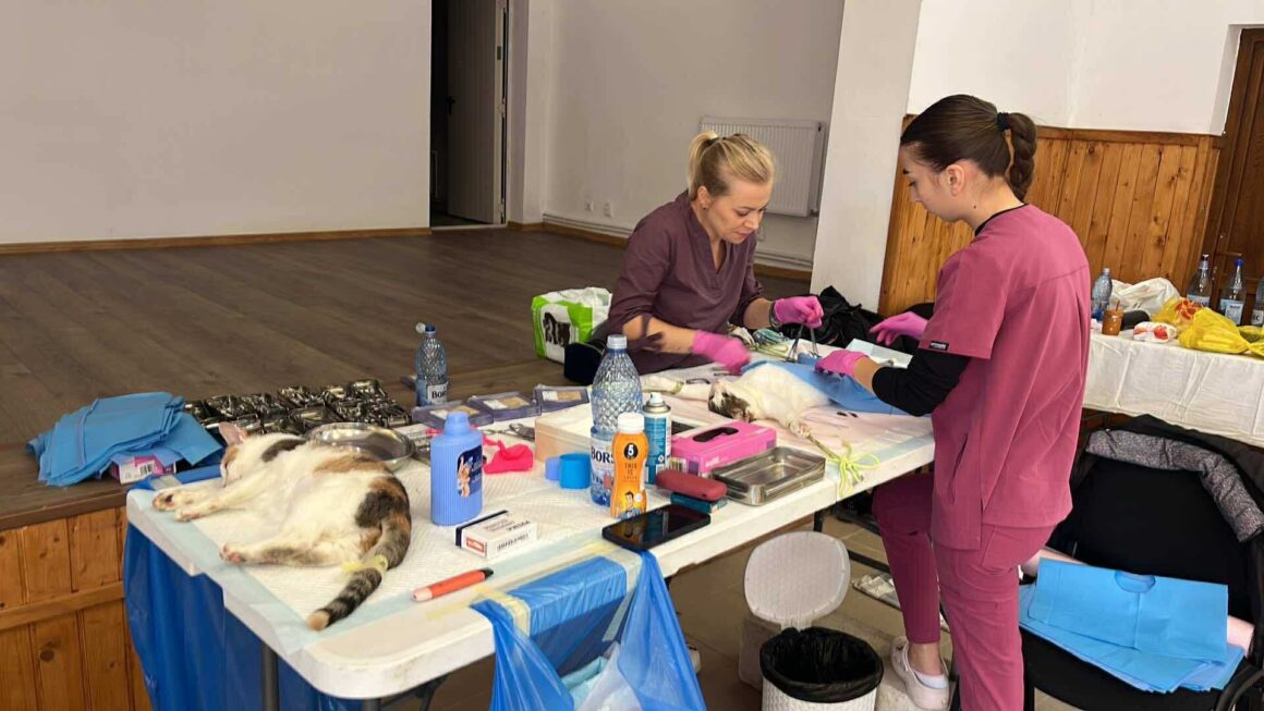 the-great-catsby-564584967_10172611412060029_5399340731975364733_n ⚠️🐾 132 cats and dogs neutered 🐾⚠️
