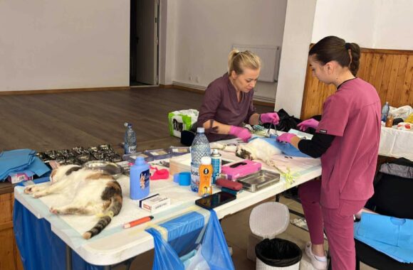 the-great-catsby-564584967_10172611412060029_5399340731975364733_n ⚠️🐾 132 cats and dogs neutered 🐾⚠️