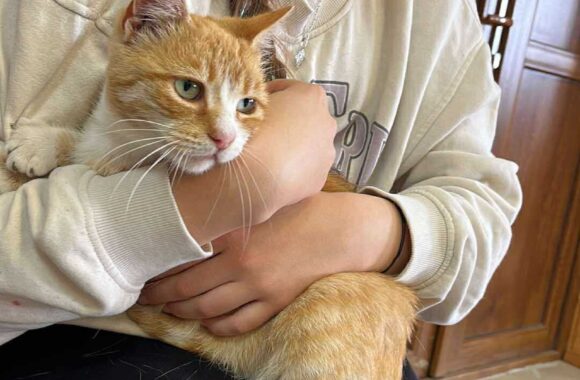 the-great-catsby-564605542_10172611412600029_1765203016659842415_n ⚠️🐾 132 cats and dogs neutered 🐾⚠️