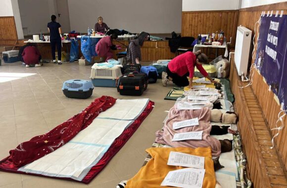 the-great-catsby-564615085_10172611409320029_4234712895409488589_n ⚠️🐾 132 cats and dogs neutered 🐾⚠️