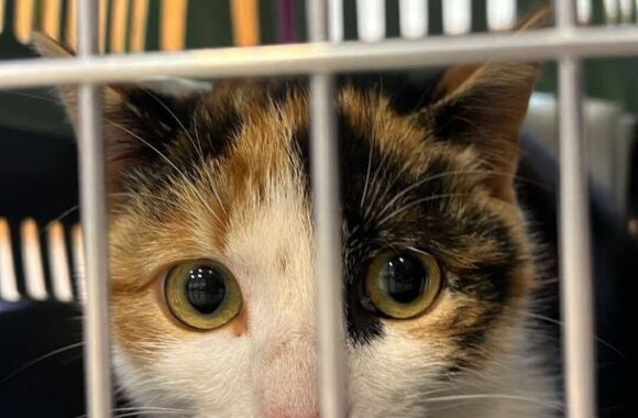 the-great-catsby-564815185_10172611408500029_3277512887893563655_n ⚠️🐾 132 cats and dogs neutered 🐾⚠️