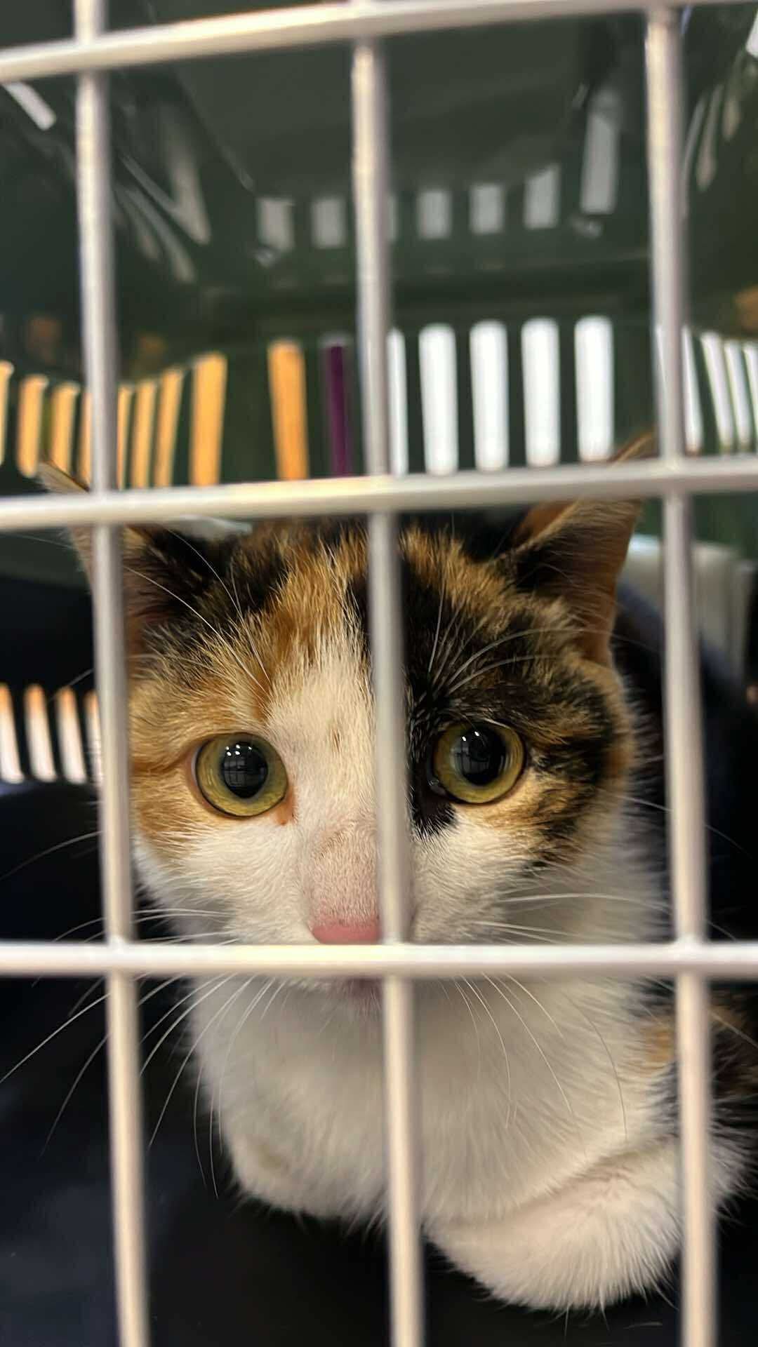 the-great-catsby-564815185_10172611408500029_3277512887893563655_n ⚠️🐾 132 cats and dogs neutered 🐾⚠️