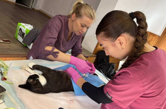 the-great-catsby-565177018_10172611414740029_4837945942930856745_n ⚠️🐾 132 cats and dogs neutered 🐾⚠️