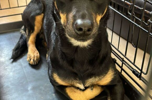 the-great-catsby-565346178_10172611407635029_8137994648976492610_n ⚠️🐾 132 cats and dogs neutered 🐾⚠️