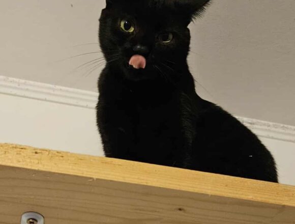 Toothless
