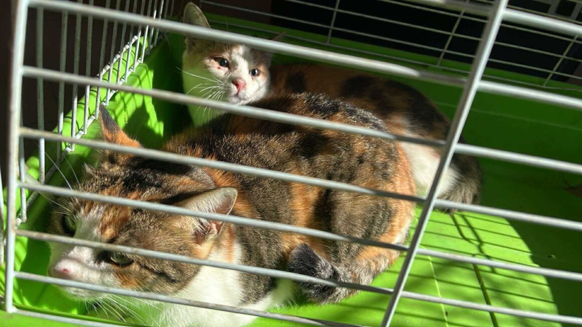 the-great-catsby-565656040_10172611411850029_6108081182440422585_n ⚠️🐾 132 cats and dogs neutered 🐾⚠️