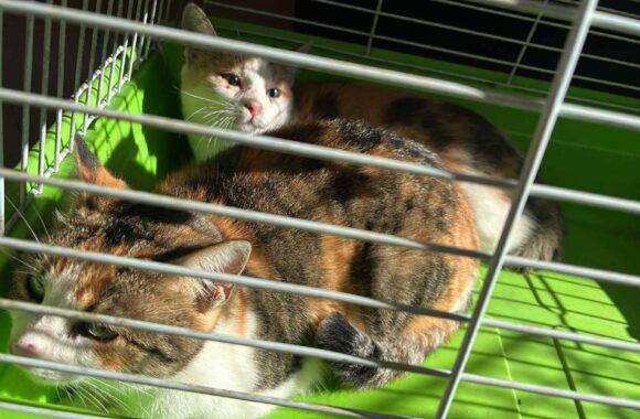 the-great-catsby-565656040_10172611411850029_6108081182440422585_n ⚠️🐾 132 cats and dogs neutered 🐾⚠️