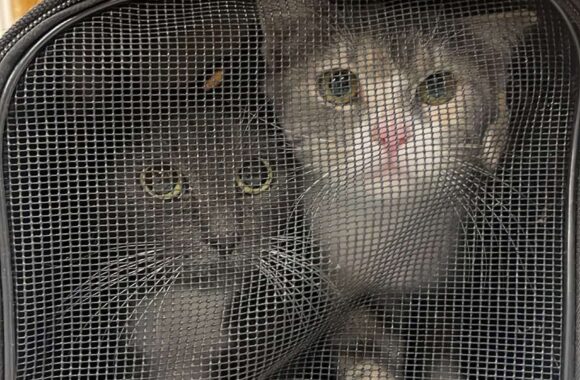 the-great-catsby-565661792_10172611412140029_4530977350838403776_n ⚠️🐾 132 cats and dogs neutered 🐾⚠️