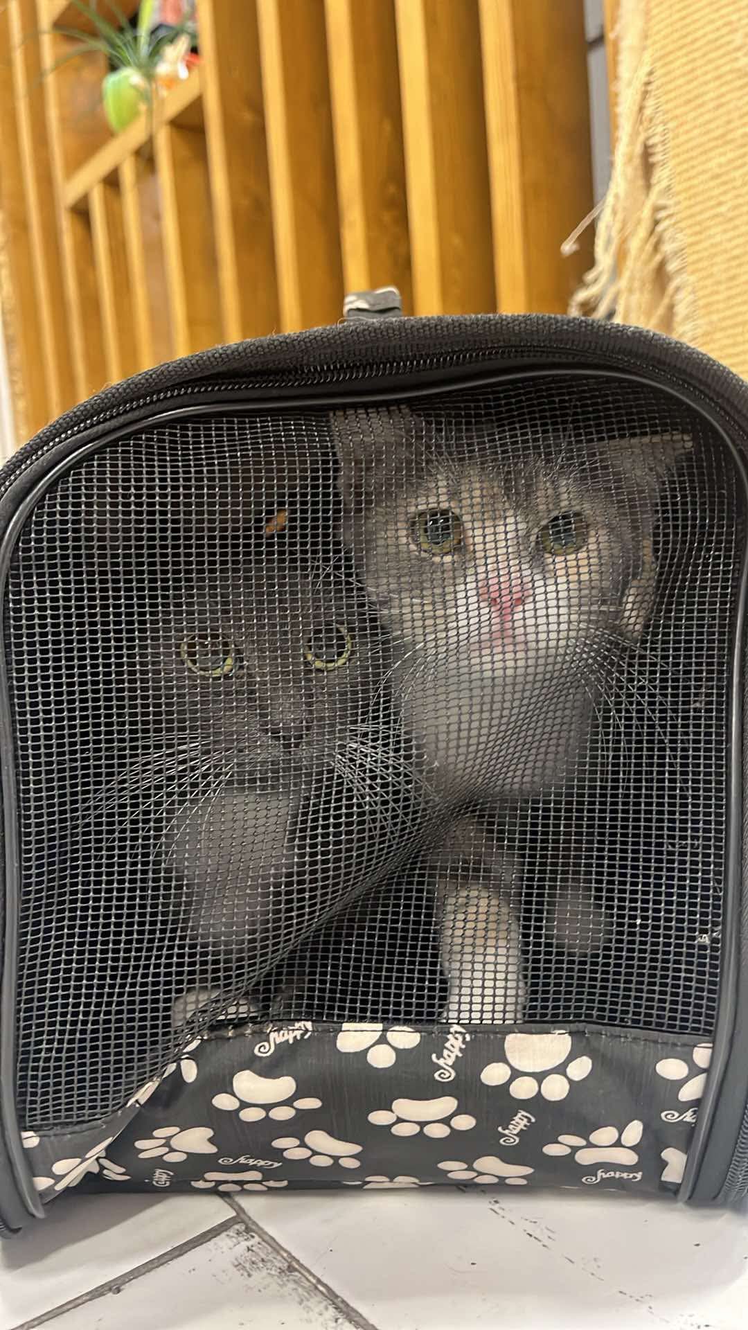 the-great-catsby-565661792_10172611412140029_4530977350838403776_n ⚠️🐾 132 cats and dogs neutered 🐾⚠️