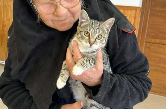 the-great-catsby-565685520_10172611415510029_19968413899416552_n ⚠️🐾 132 cats and dogs neutered 🐾⚠️