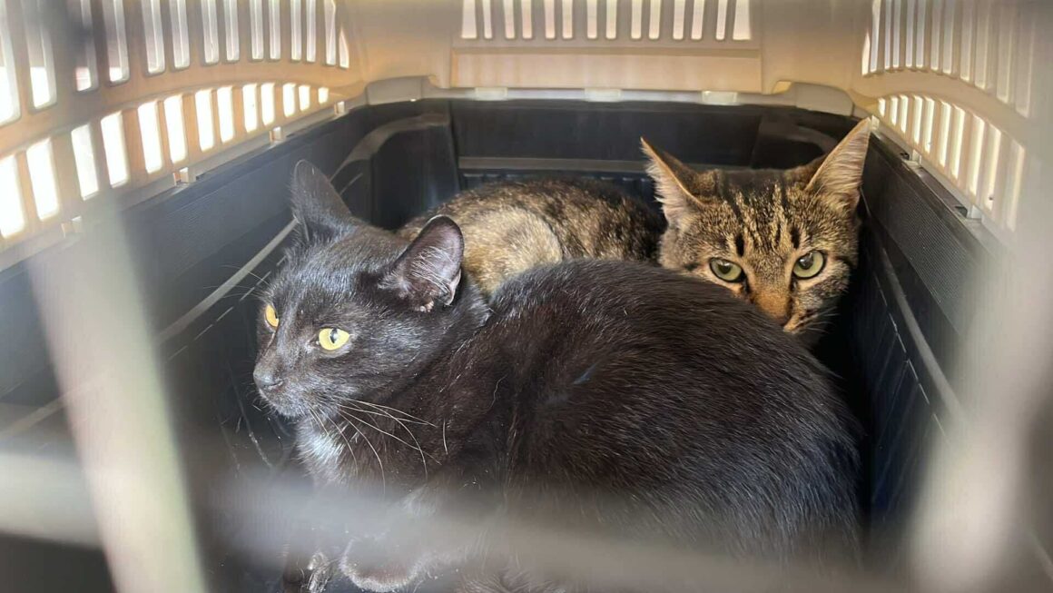 the-great-catsby-565728413_10172611412770029_8035713507240012200_n ⚠️🐾 132 cats and dogs neutered 🐾⚠️