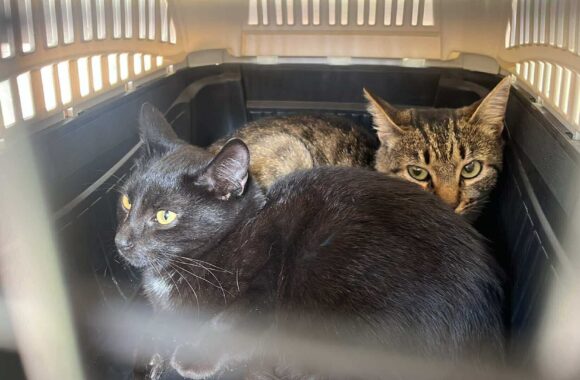 the-great-catsby-565728413_10172611412770029_8035713507240012200_n ⚠️🐾 132 cats and dogs neutered 🐾⚠️