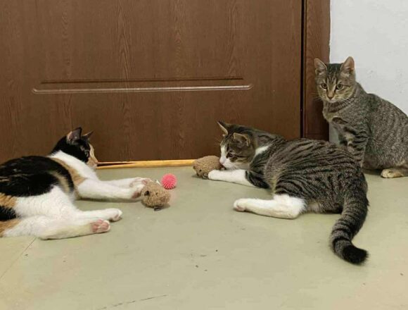 the-great-catsby-566039036_2233473123793521_4032977459652132790_n Wilma