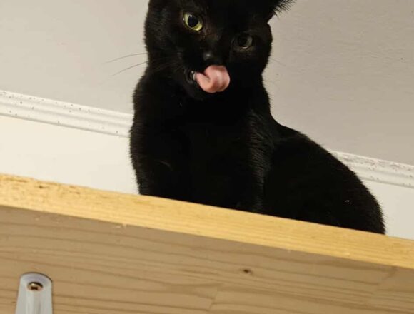 Toothless