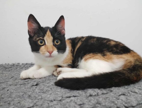 Pebbles
