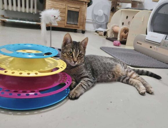 the-great-catsby-566532124_830512986367538_3759213182453455942_n Wilma