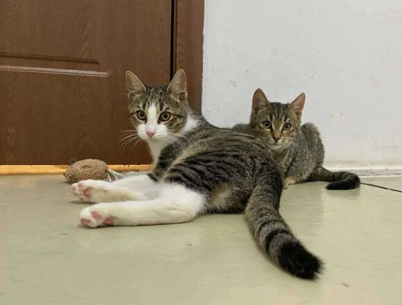 the-great-catsby-566543874_2094826637991276_9152013477789123977_n Wilma