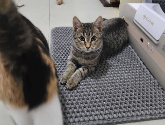 the-great-catsby-566569261_1932773230957987_4556730202360939084_n Wilma